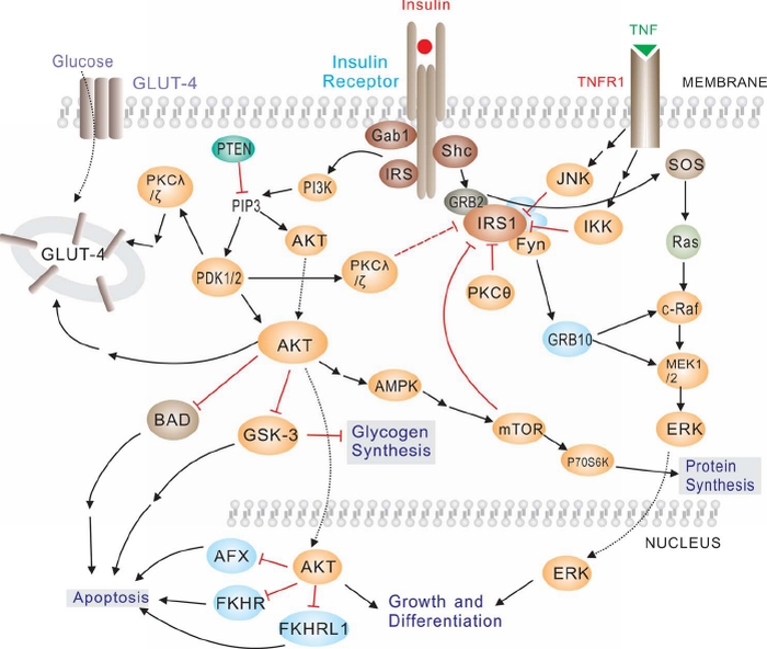 Insulin/Glucose metabolism pathway(インスリン/グルコース代謝パスウェイ)