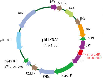 miRNA研究用製品