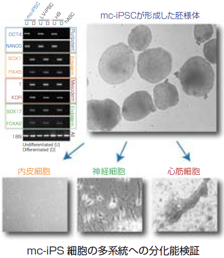 iPS細胞・幹細胞研究用製品