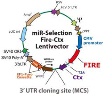 miR-Selection 3' UTR Target Selection Kit 