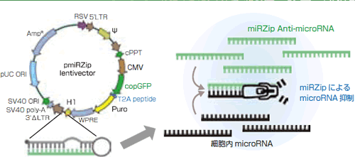 アンチセンス microRNA の作用機序イメージ