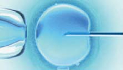 精子からの個体作製 卵細胞内精子注入法