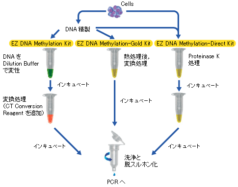 EZ DNA Methylation Kit シリーズ操作法概略図
