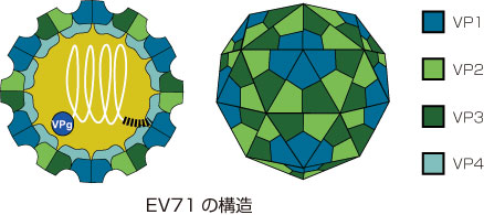 Enterovirus 71（EV71）
