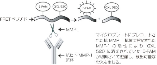 MMP活性測定キットの蛍光測定原理（#AS-72012の場合）