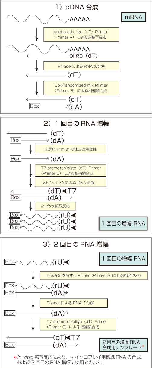 ExpressArt mRNA Amplification Kit, C&E Version