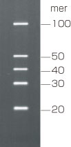small RNA Ladder Markerの使用例