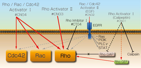 低分子量Gタンパク質Rhoファミリーを介した細胞情報伝達経路