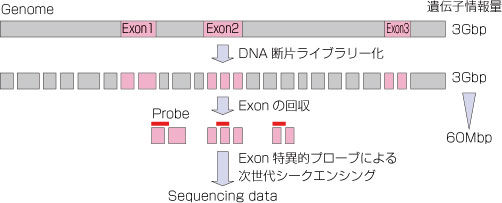 次世代DNAシークエンサーによるヒトエキソーム解析受託サービス概要
