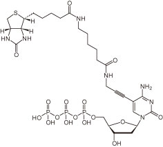 Biotin-11-dCTP（#NU-809-BIOX）
