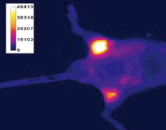 SRfluorで標識した<i>E. coli</i>と黄色ブドウ球菌をヌードマウスの後大腿筋に皮下注射し、CCDカメラで観察した。