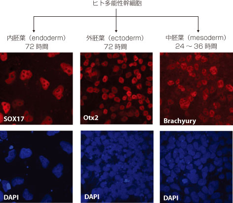 ヒト多能性幹細胞の分化用培地添加物と検出用抗体 Human Pluripotent Stem Cell Functional Identification Kit