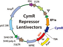 CymR Repressor Lentivector
