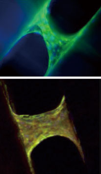 3D-Insert-PSで培養したNIH-3T3細胞