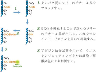 S-ニトロシル化タンパク質検出キット　S-Nitrosylated Protein Detection Assay Kit