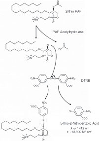 PAF Acetylhydrolase Inhibitor Screening Assay Kit