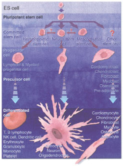 ES 細胞（胚性幹細胞）の分化