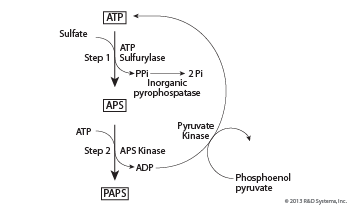 PAPS Synthesis Kit