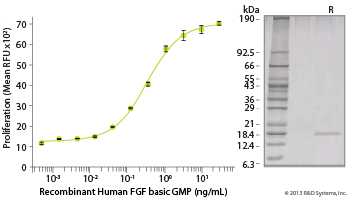 GMP-grade Recombinant Human FGF basic 