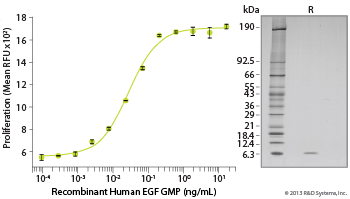 GMP-grade Recombinant Human EGF and Wnt-3a 