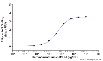 Recombinant Human RNF43 Fc Chimera
