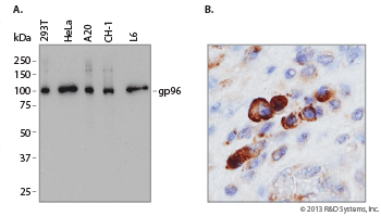 Mouse Anti-Human gp96/HSP90B1 Monoclonal Antibody