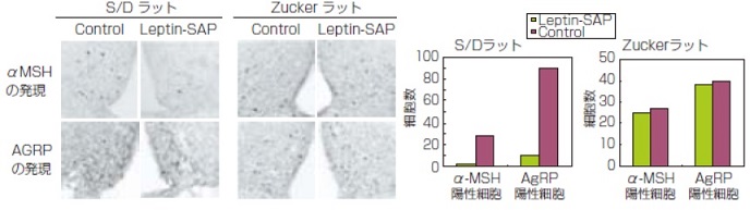 Leptin-SAP使用例