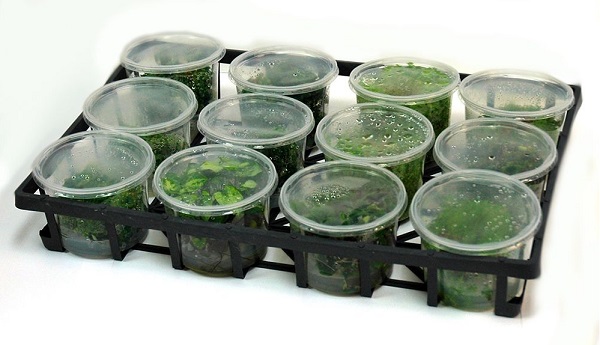 オートクレーブ可能な植物育成用容器 | PhytoCon Culture Vessel 
