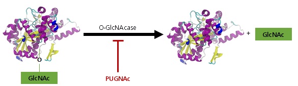 PUGNAc inhibits catalytic activity of lysosomal hexosaminidase isoenzymes A and B, involved in the synthesis of glycosphingolipids.