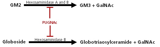 PUGNAc inhibits the removal of GlcNAc from glycosylated proteins.