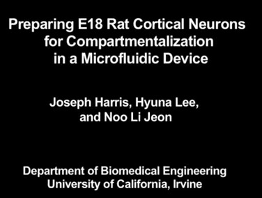 E18皮質ラットニューロンの調製法とNeuron Deviceでの分離