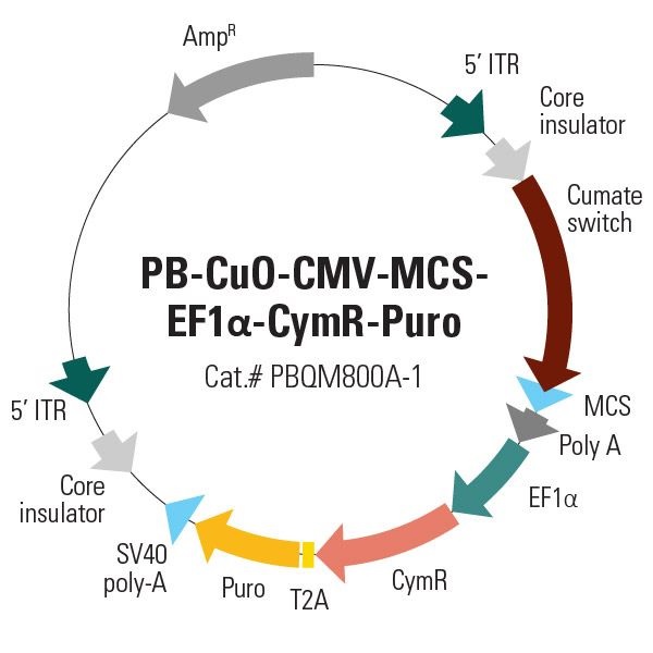 PB-CuO-CMV-MCS-EF1α-CymR-Puro piggyBac Inducible cDNA Cloning and Expression Vector