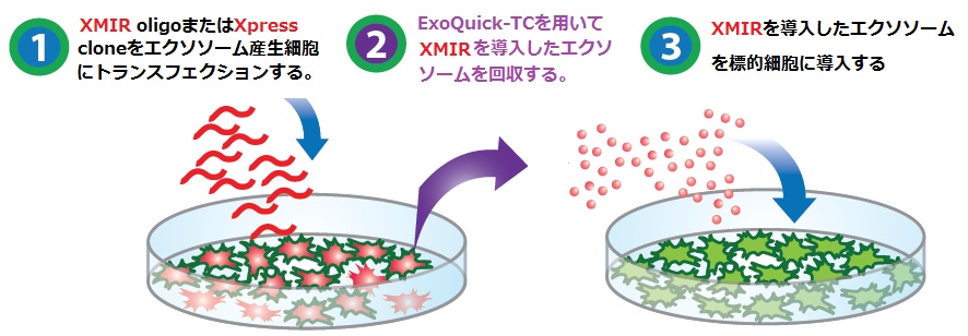 XMIR Exosome miRNA Packaging System操作方法概略