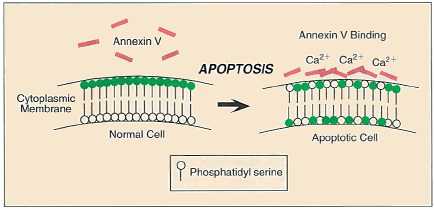 細胞膜構造の変化と Annexin Vの結合図