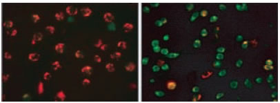 Jurkat 細胞を2.5 μg/ml のstaurosporine で2 時間処理し、JC-1 により染色した例