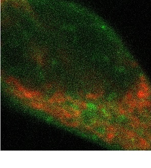 Cellular Thermoprobe<sup>®</sup> for Fluorescence Lifetimeの共焦点顕微鏡画像