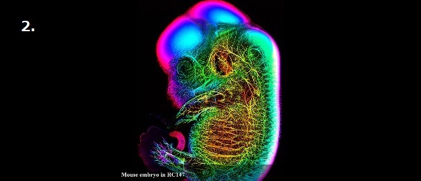 Mouse embryo in RC147
