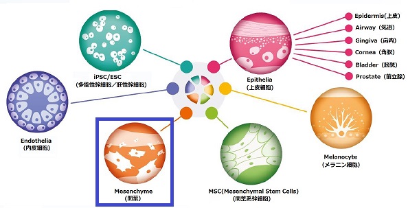 PCT Melanocyte Medium