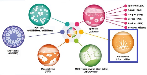 PCT Melanocyte Medium