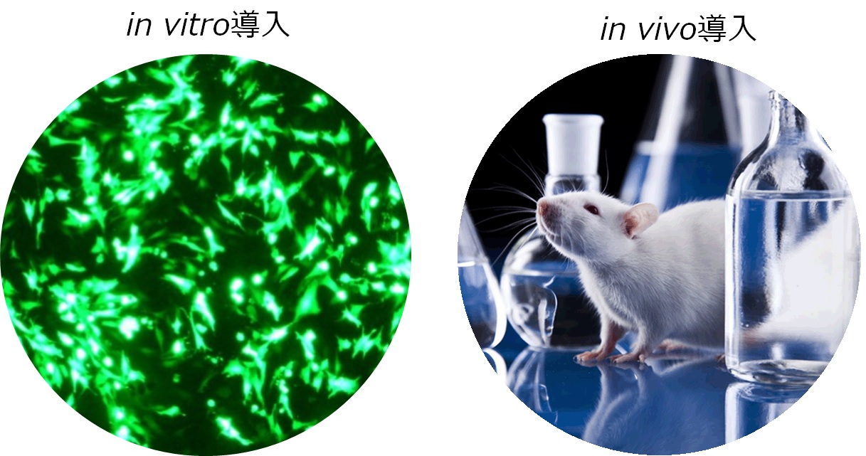 トランスフェクションはin-vitro導入かin-vivo導入か