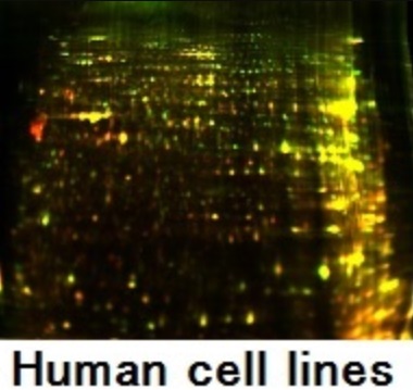 Human_cell_lines