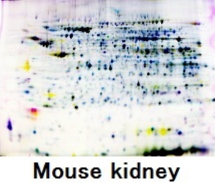 Mouse_kidney