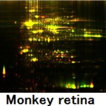 Monkey_retina