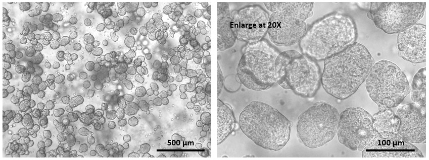 VitroGel HEK293を用いたHEK293細胞のhigh cell density seeding （24時間）