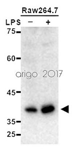 抗PD-L1抗体（#ARG55930）を用いたウエスタンブロット像