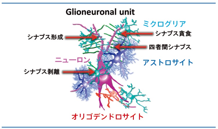 新規三次元培養システム・グリオニューロナルユニット（Glioneuronal unit，GNU）開発のための概念図