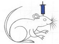 マウス脳へのin vivo siRNA導入試薬