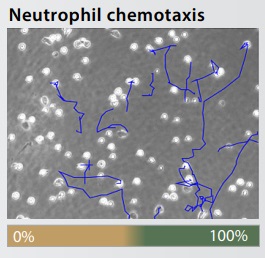 Neutrophil chemotaxisイメージ