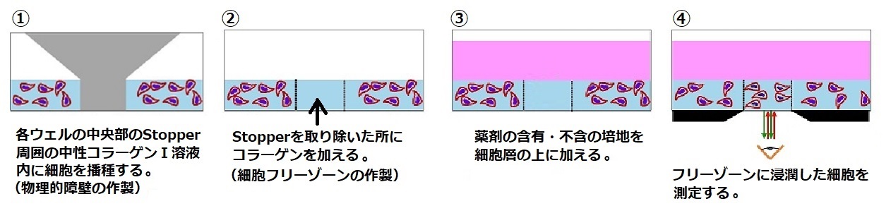 細胞浸潤（Invasion）測定用細胞フリーゾーンイメージ