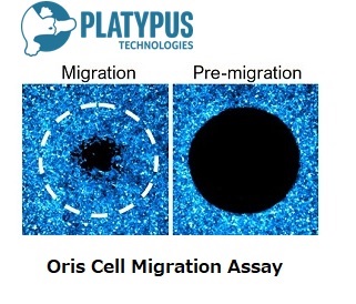 PLT社の細胞遊走（Migration）観察イメージ